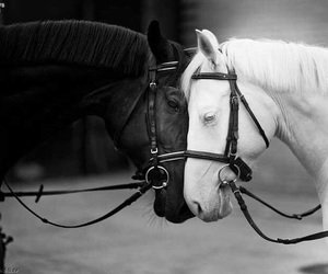 JuliaGrantham2's tweet photo. Love is smoke made with the fume of sighs.
Shakespeare https://t.co/A7iCyBF16P