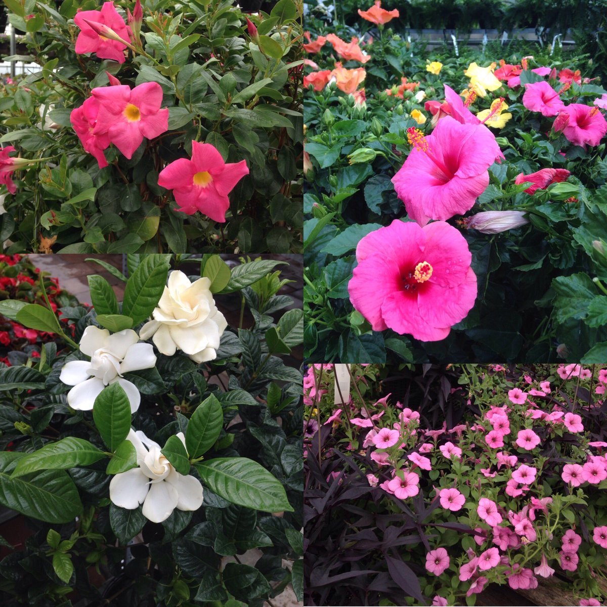 A little pink and white inspiration for Mother's Day... (hint, hint ;-)