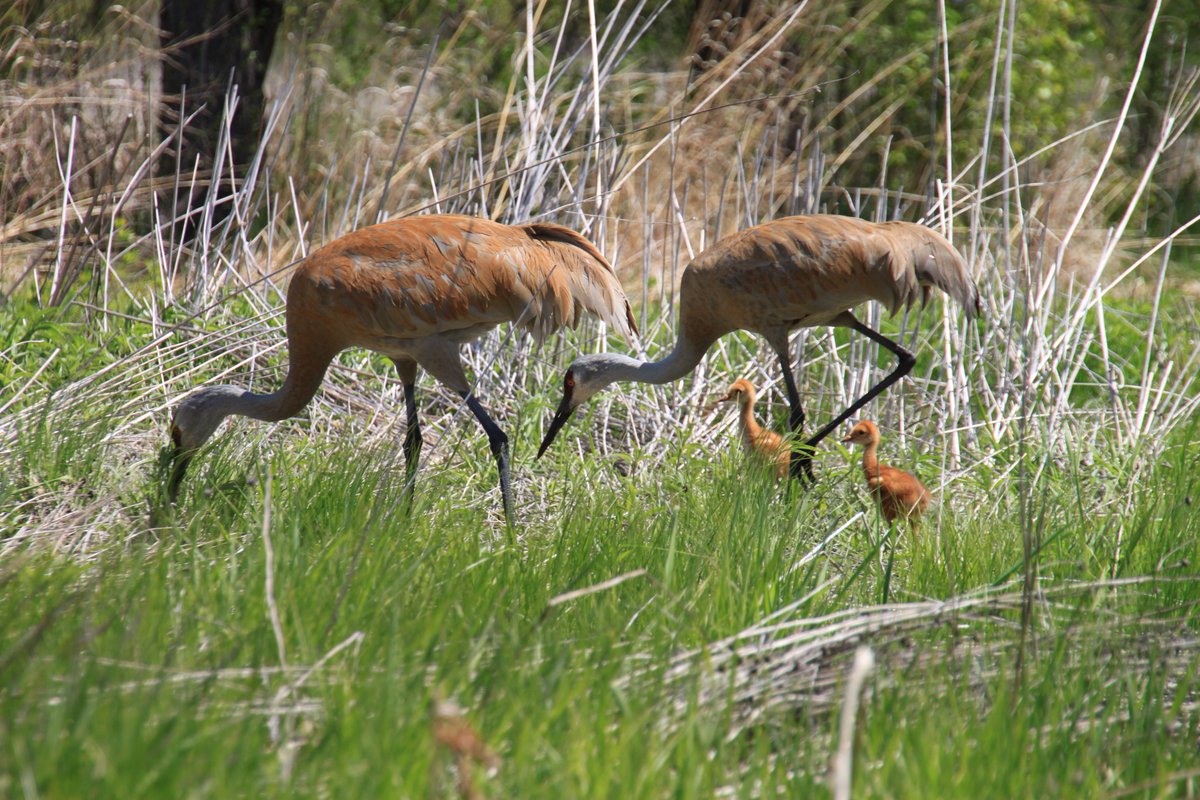 AldoLeopoldNC's tweet photo. Spotted: #SandhillCrane colts! Come for a hike & see the newest members of our #SpringBabyBoom!
#ExploreALNC #PhenologyUpdate #CraneColts https://t.co/CoOOKqpBeZ