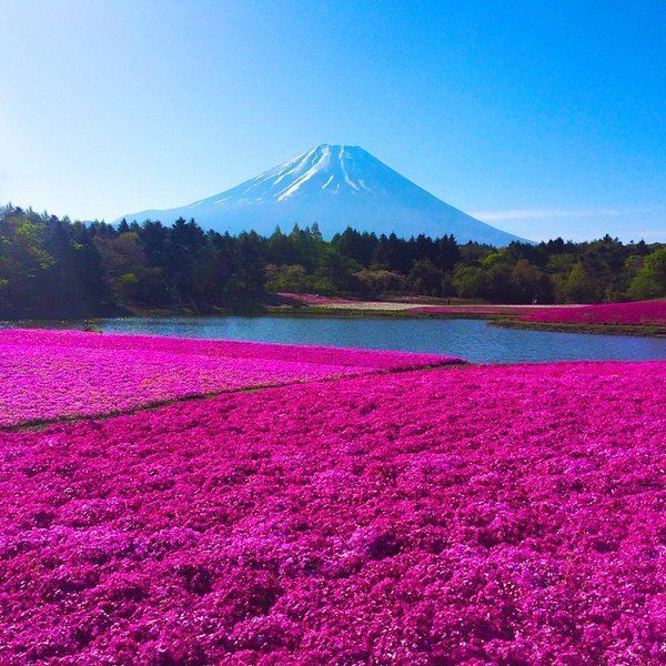 Fields of moss phlox and Mount Fuji, Japan 🇯🇵