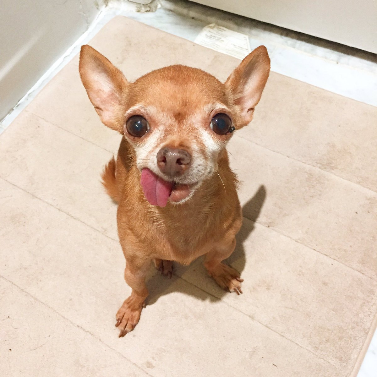 Mervinchihuahua's tweet photo. dad got up very early dis mornin &amp; i follow him to bathroom &amp; stare at him like dis https://t.co/8kBzBDM8SC