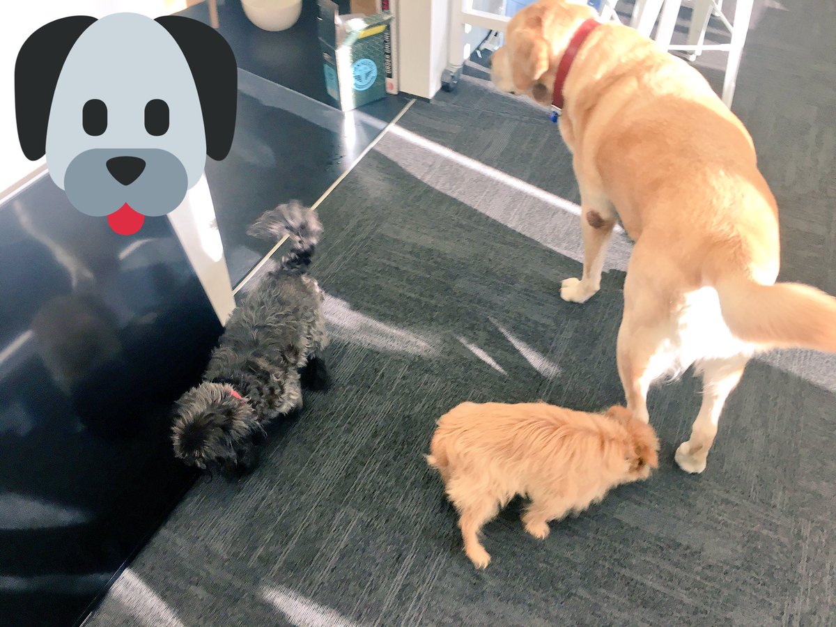 Dog friendly workplace <a href="/Jobgram/">Jobgram</a> <a href="/TalentArmyHQ/">Talent Army 🏳️‍🌈</a> #Max #Carson #Jette