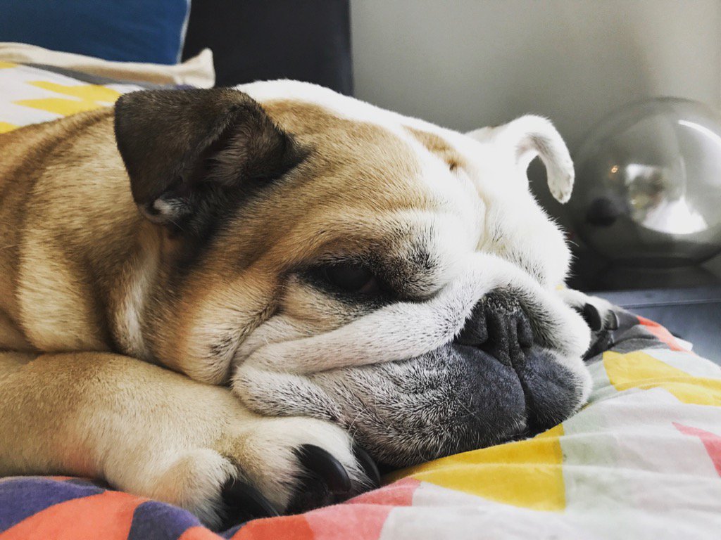 dognamedchopper's tweet photo. Tuesday, such an uninspiring day. Think I'm just gonna stay in bed all day... https://t.co/jA7t8QLNJs