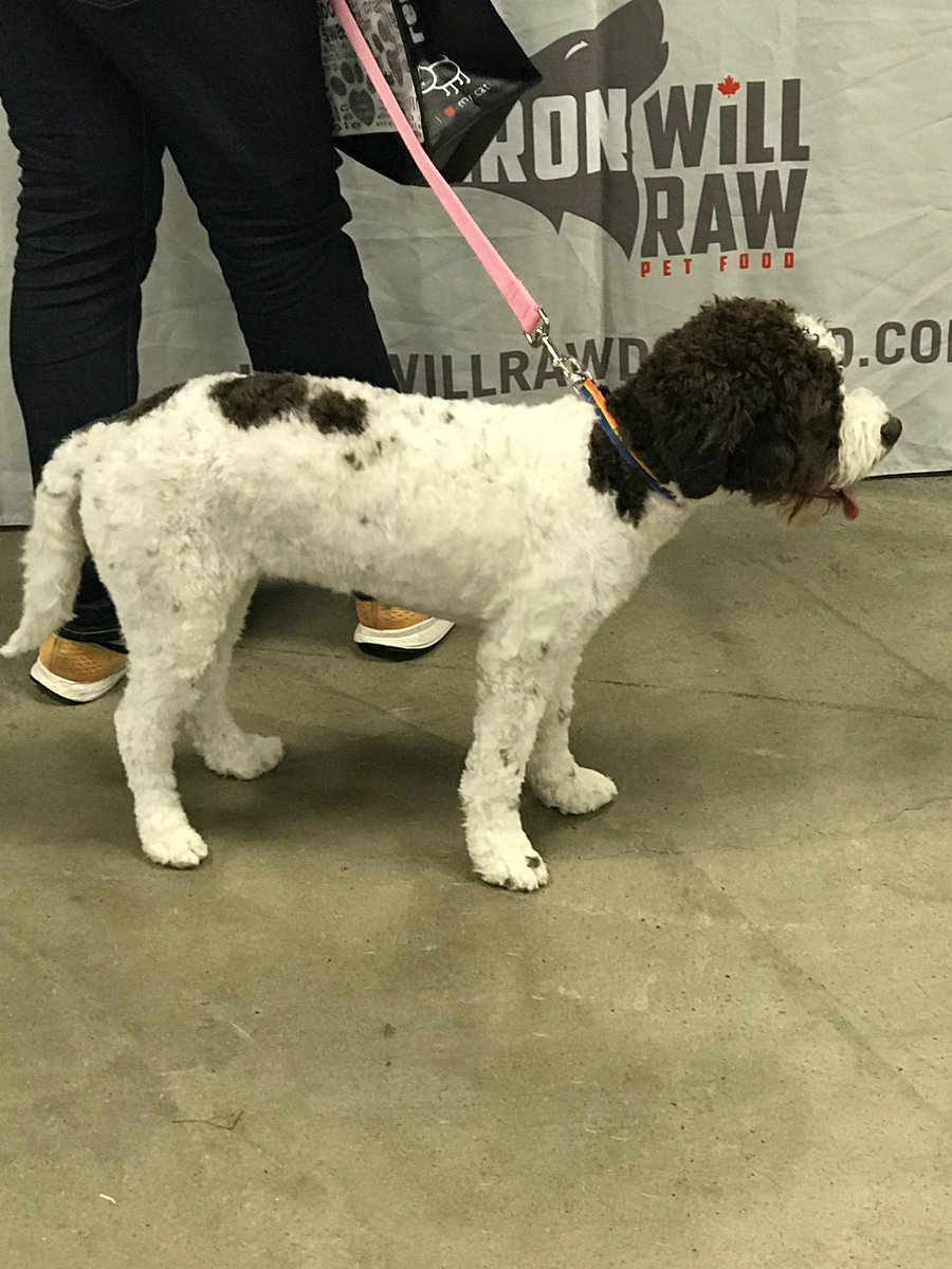 AlphaMatch's tweet photo. Some pets from the @KWPetExpo this past weekend 😊
#alphamatch #kwpetexpo #pets https://t.co/sCiY6EgXD3