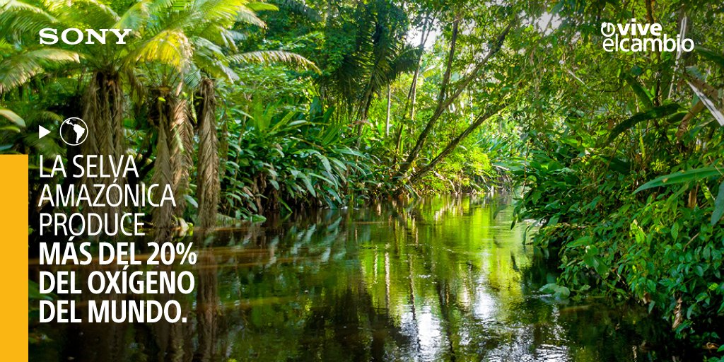 Con 6 millones de km² de extensión, la Selva Amazónica es la selva tropical más grande del mundo.