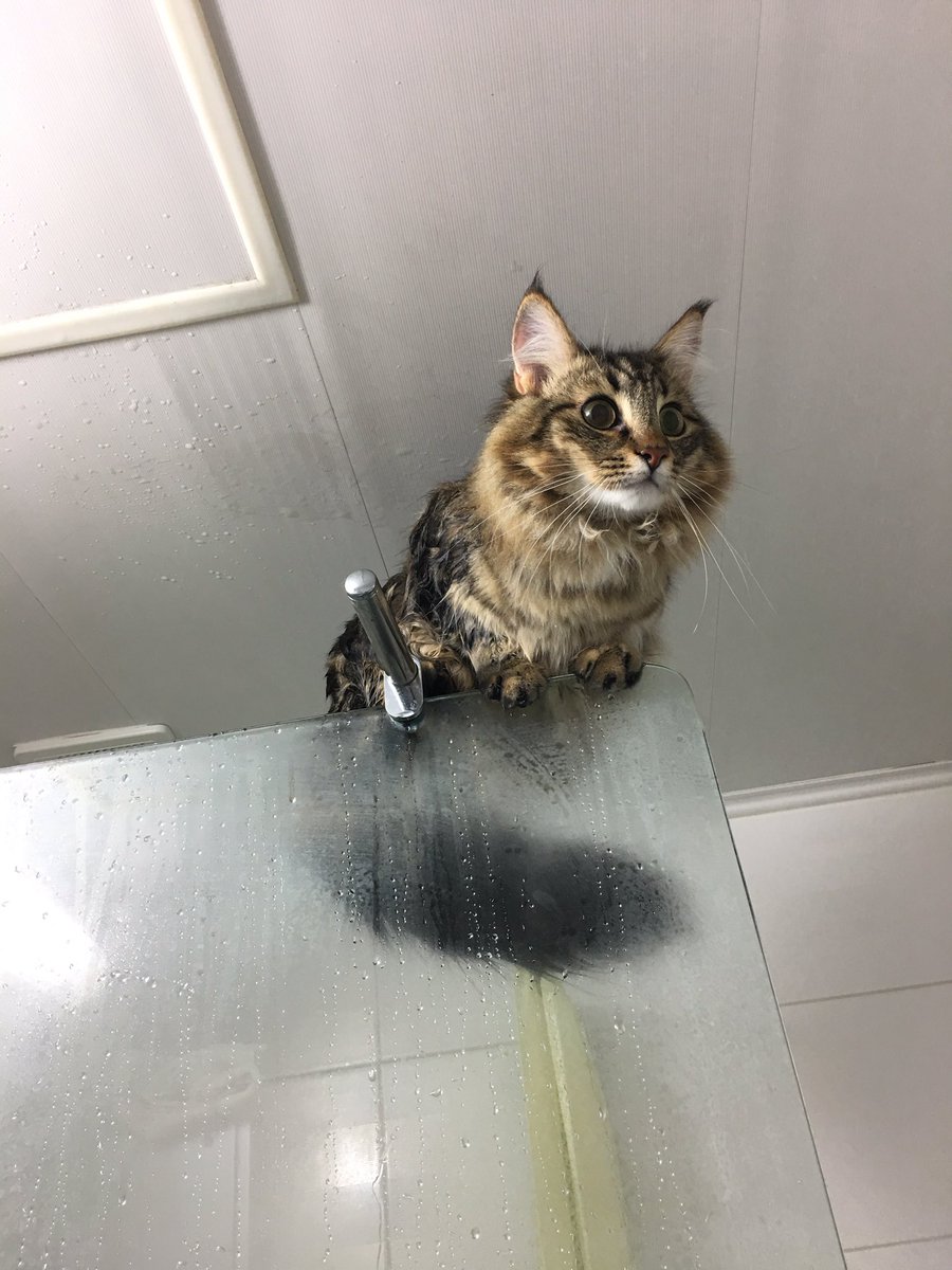 노르웨이숲 고양이의 별명이 부엉이 고양이라는 이야기를 들었는데 이런 뜻이였나..