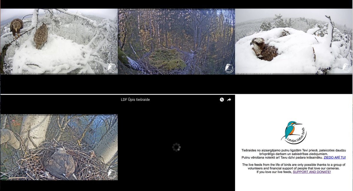 9. maijs Latvijā - zivjērgļu un jūras ērgļu ligzdas Kurzemē pilnībā apsnigušas! dabasdati.lv/site/kameras/k…