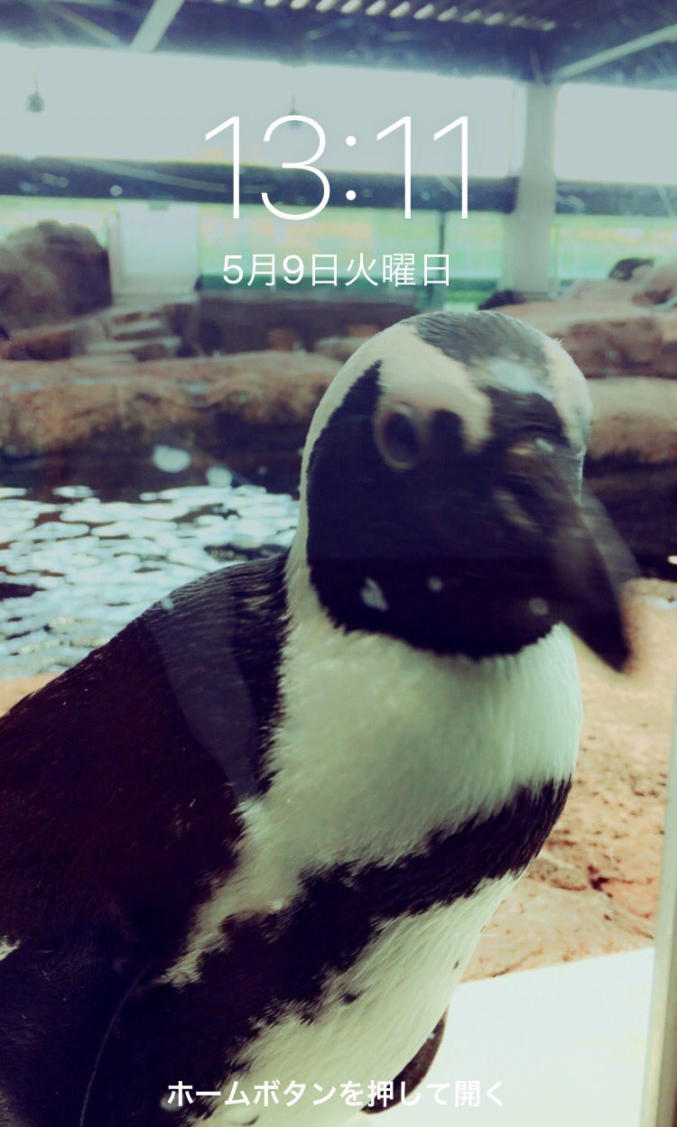 久保田未夢 I Ris ペンギンさんかわいすぎて待受にしたア さっきの写真 みんなも待受にしたらクボタとお揃いの待受だよ ペンペーン ちなみに前の待受はキングスマン コリンファースさんイケメンすぎなんです T Co