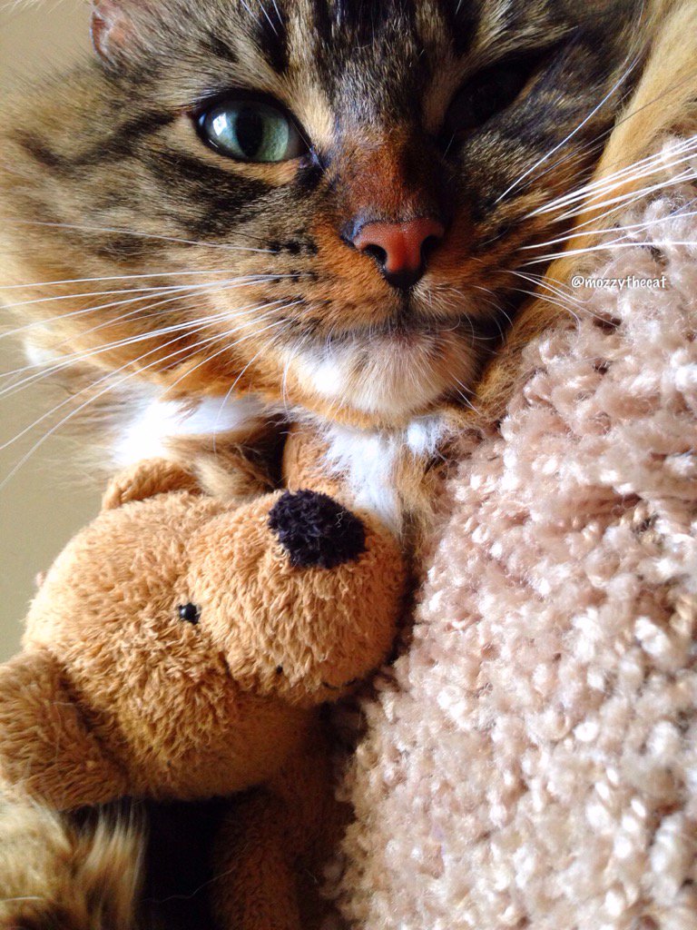 Did somebody say free hugs?😼❤️🐻 #MozzyTheCat 
#wewokeuplikethis #bff #MrTeddy
