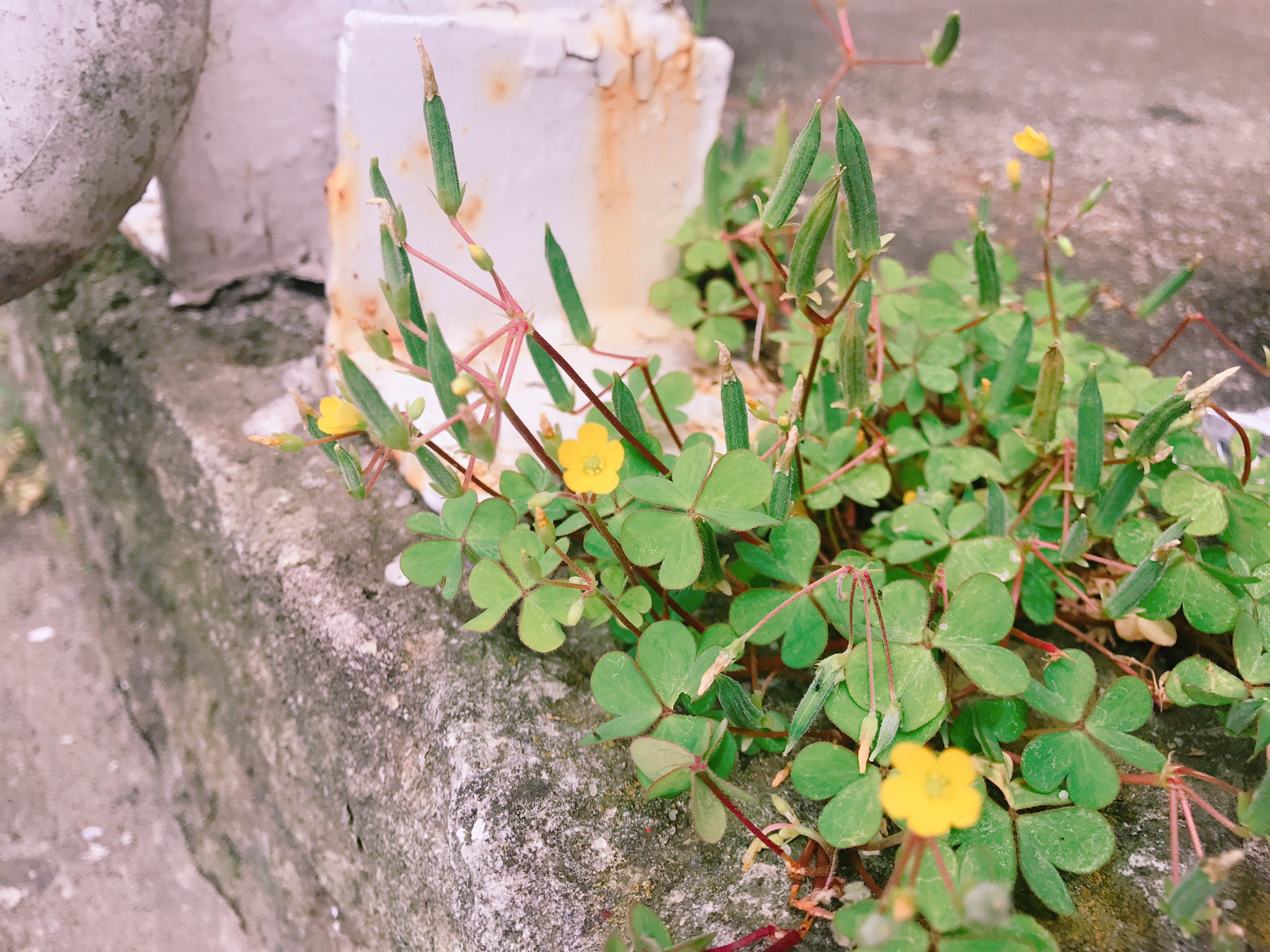 宮脇 詩音 小さい頃によく見かけた触ると種が飛ぶ雑草 触れるといきなり弾けるからびっくりするよね 懐かしい 気になって名前調べたら カタバミ っていう花だった 宮脇詩音 1221シェアザハッピー T Co Fynqz6uayu Twitter