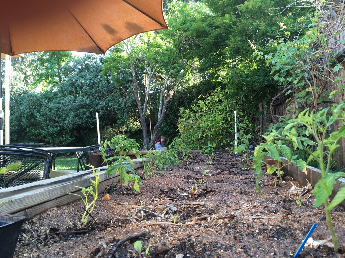 Grow baby grow! #ournapa #gardening #foodie