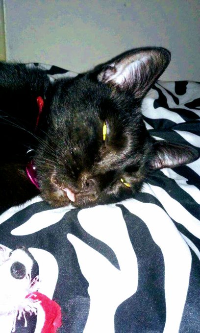 My Knight is relaxed lmmfao 💋❤😻😸 https://t.co/Sqs5Tchy4z