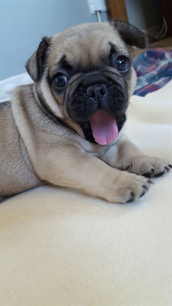 Clark Kent  #Cornwall #uk pets4homes.co.uk/classifieds/15… #frenchbulldog #frenchie #frenchy #puppy #launceston #puppylove #frenchbulldoguk