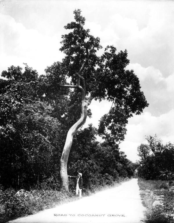 Road to Coconut Grove (1910s)

This is approx Bayshore Dr around where Viscaya is today