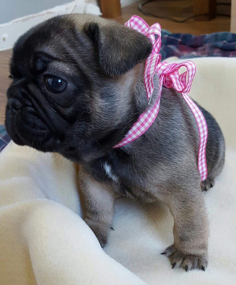 Lois Lane. #Cornwall #uk #frenchbulldog #frenchie #puppy #pup #launceston  #Frenchy #puppiesofinstagram #love  pets4homes.co.uk/classifieds/15…