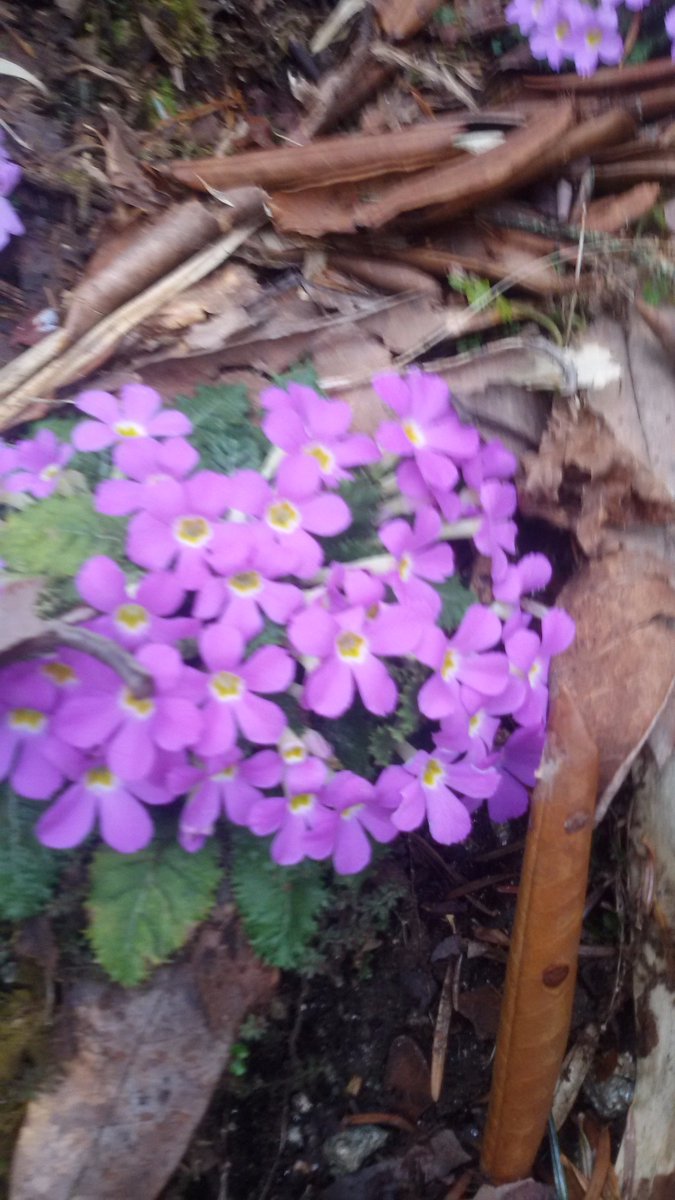 Mount8850's tweet photo. I'm heading to POONIL Trek today . https://t.co/WJxL8lL0S8