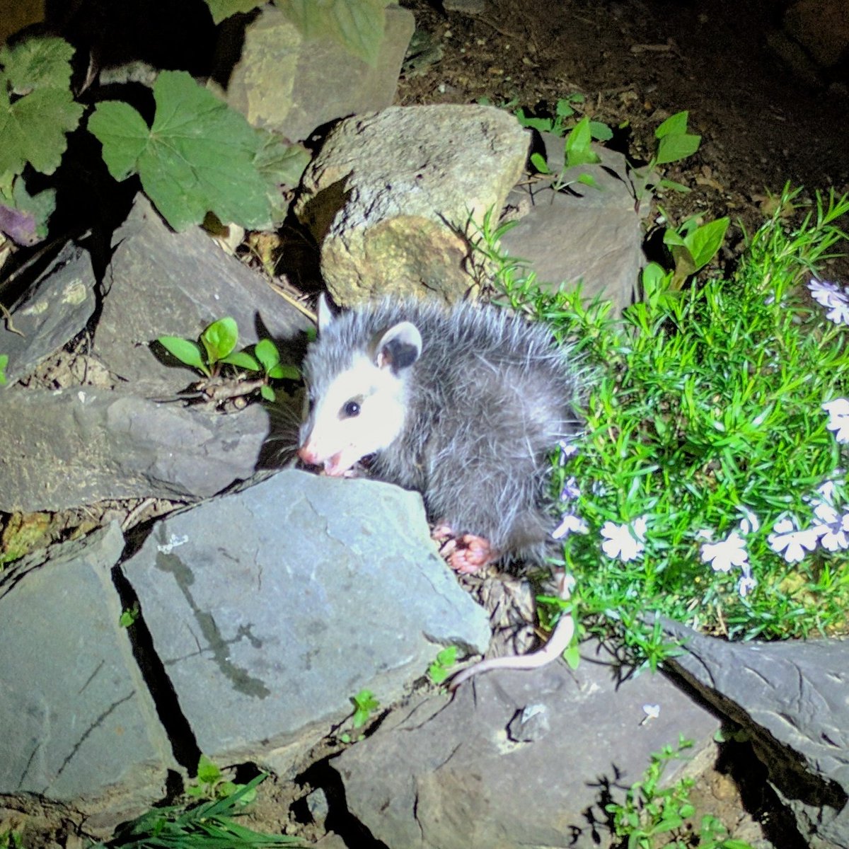 MartinSchamis's tweet photo. Baby possum in the backyard https://t.co/n7BgBJcmac
