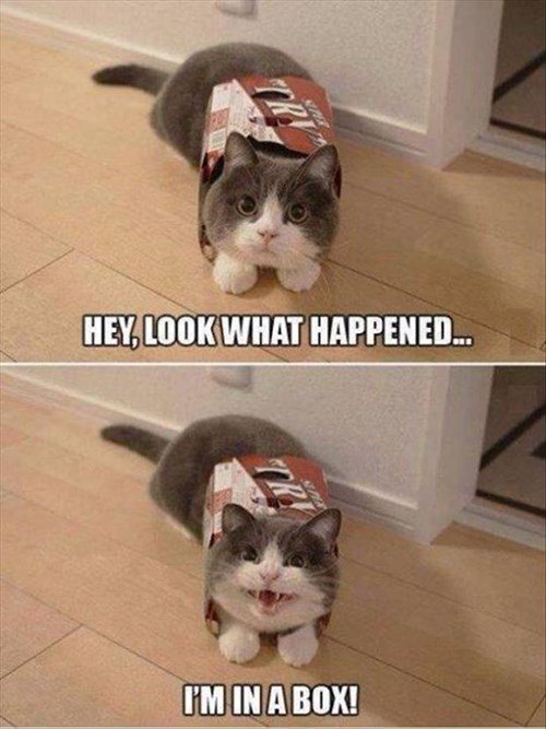 thepetgazette98's tweet photo. HEY, Look What Happened...
I'M IN A BOX!
#Catimages #catfunnypic #catfunnypictures #catsphoto #catspics #catsimage #cats #catinbox #cats https://t.co/SCmppP4Mvu