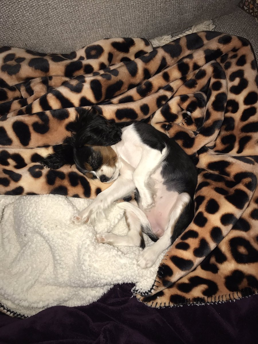 rachel_hil's tweet photo. 😍😍😍😍😍😍😍😍😍😍🐶🐶🐶🐶 https://t.co/vdzyfb6NfT