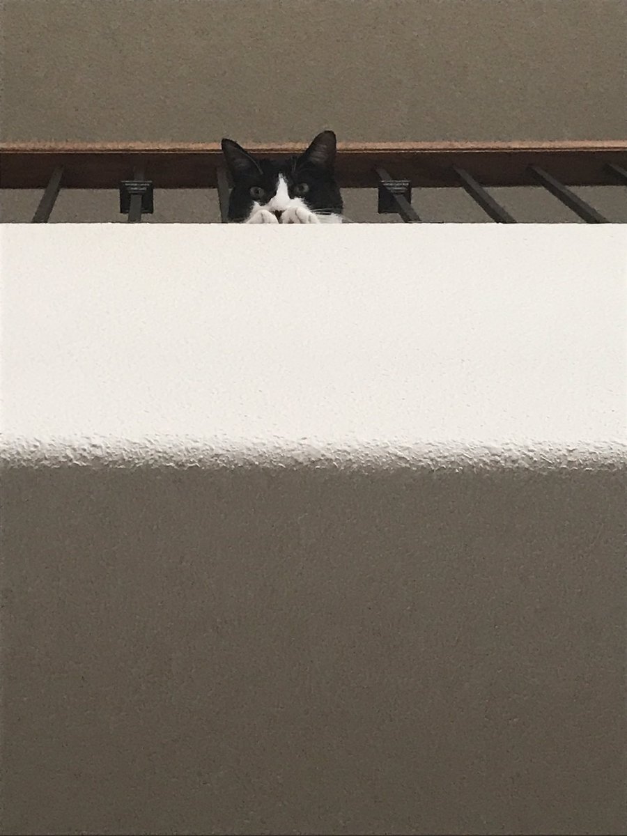 biosyntheticboy's tweet photo. I couldn't figure out why he was looking up and then https://t.co/uoB263dTyA