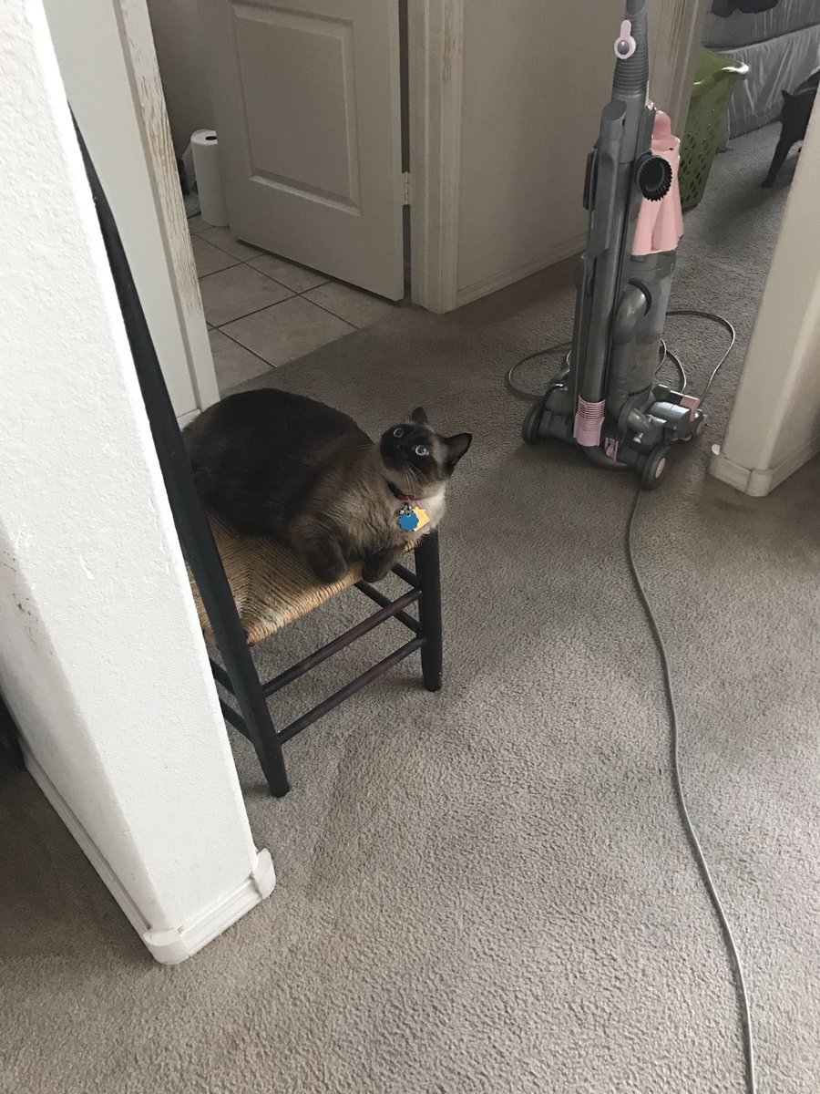 biosyntheticboy's tweet photo. I couldn't figure out why he was looking up and then https://t.co/uoB263dTyA