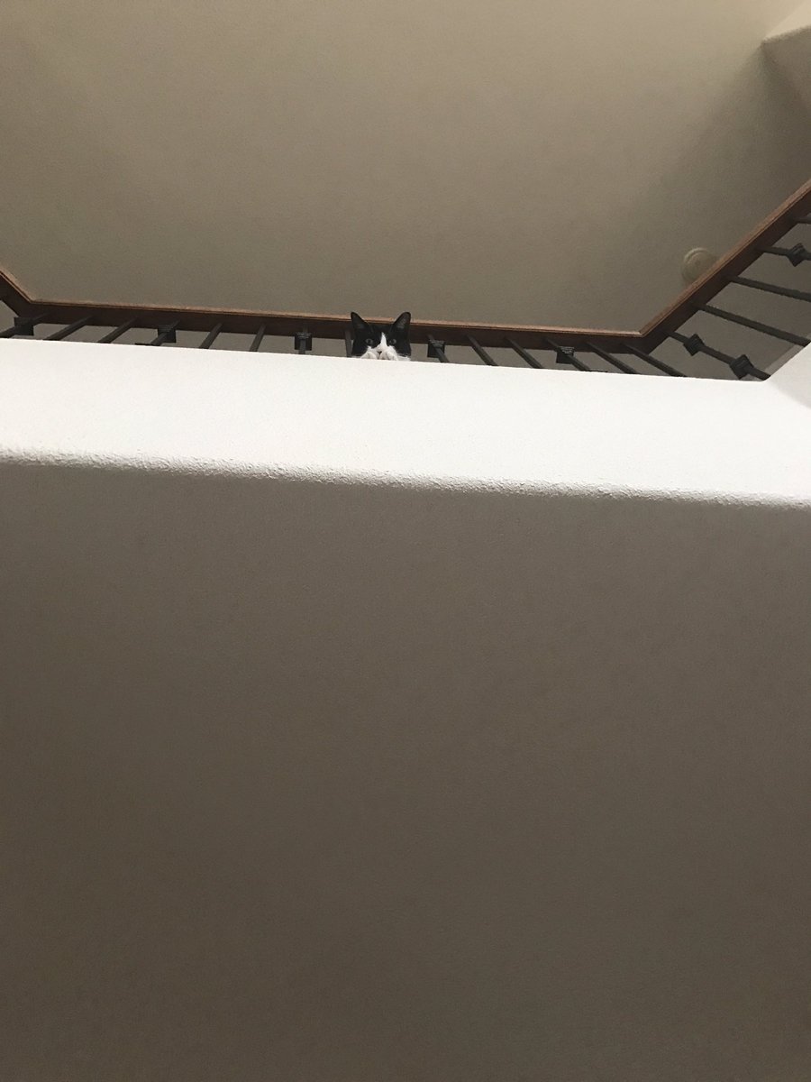 biosyntheticboy's tweet photo. I couldn't figure out why he was looking up and then https://t.co/uoB263dTyA