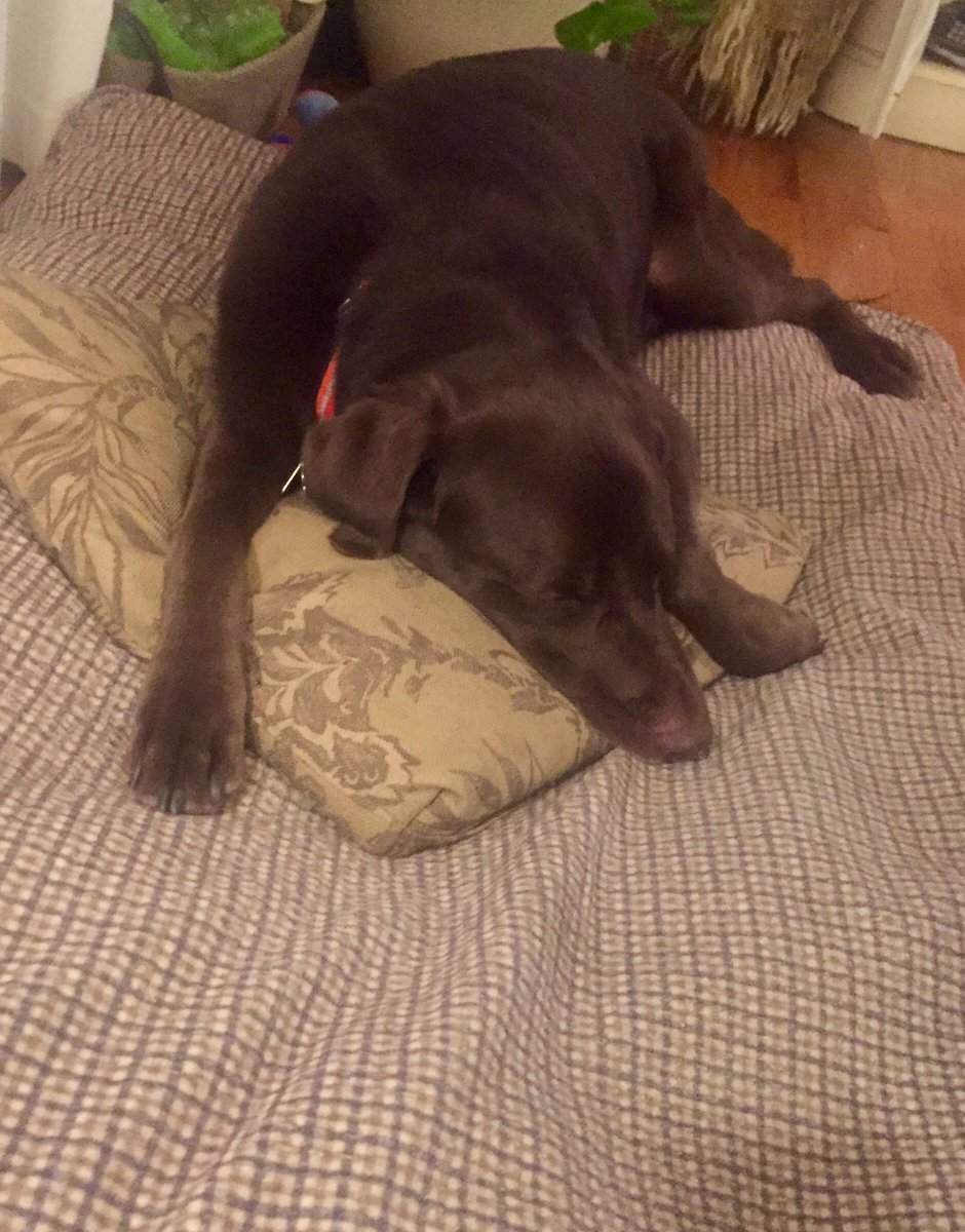 Brandi_Berry's tweet photo. I never had to beg Deke to sit on the couch with me until I ordered an @OrvisDogs bed. @CrateandBarrel couch pillow doesn't help my cause. https://t.co/PaeqPF3bjn
