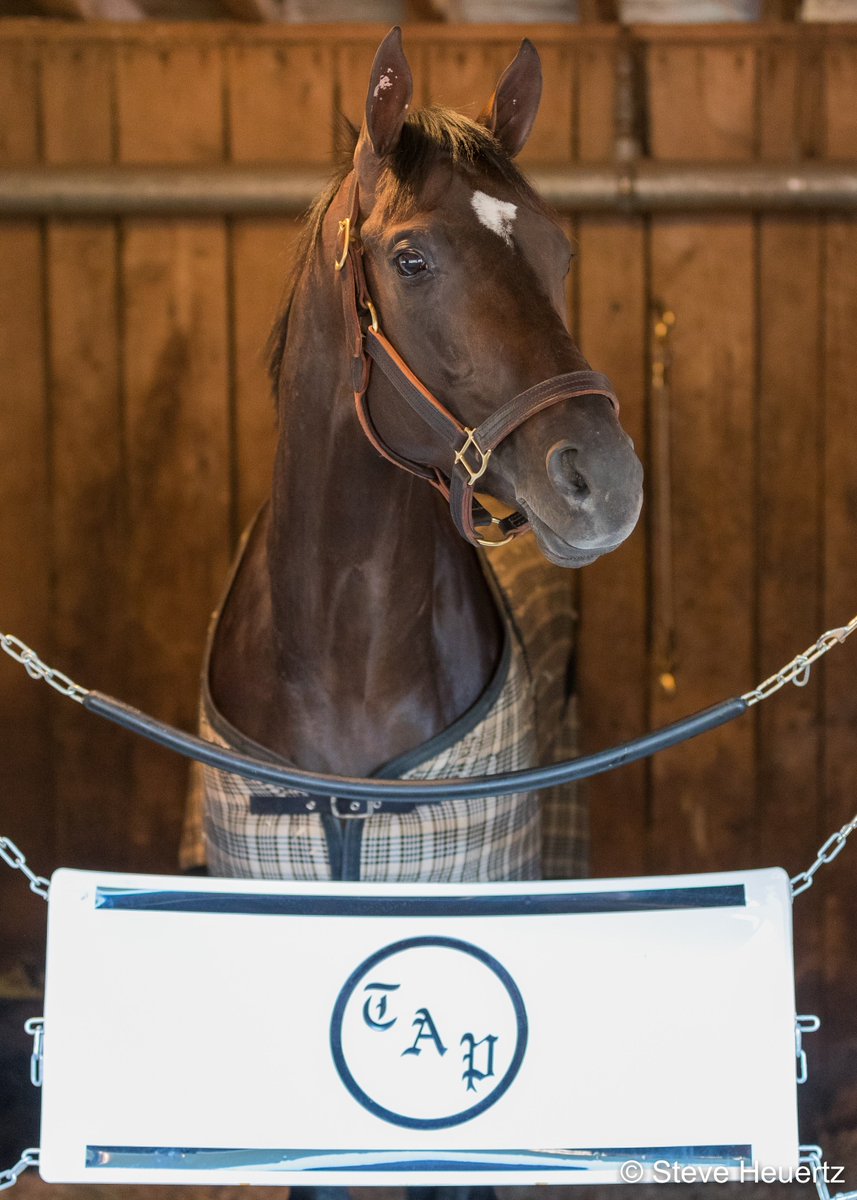 SteveHeuertz's tweet photo. #AlwaysDreaming in his stall the morning after winning the #KentuckyDerby https://t.co/OtxBERCk3K