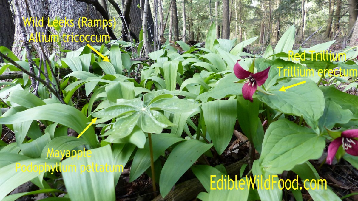 EdibleWildFood's tweet photo. The forest floor gives us so much. Know local laws and harvest sustainably. #wildleeks #ramps #trilliums #mayapples #foragedfood https://t.co/Vevu4bEl6Q