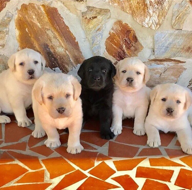 MarketPuppies's tweet photo. Meet my Family 👇☺👇

#dogs #dogsoftwitter  #puppies #puppy #puppylove #labedo #chi2017  #dogging #DogMoms #Dogfamily https://t.co/dsZFskjQsC