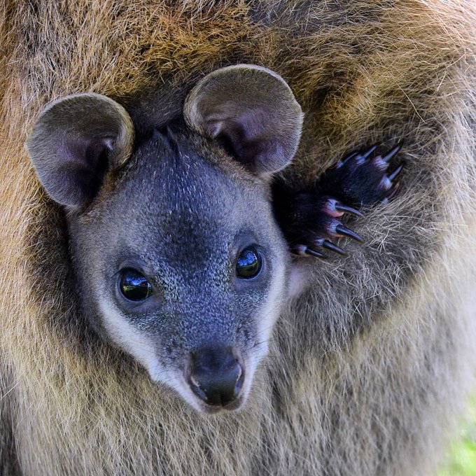 Watch South Australia's leaked NSFW photo on TwXstars