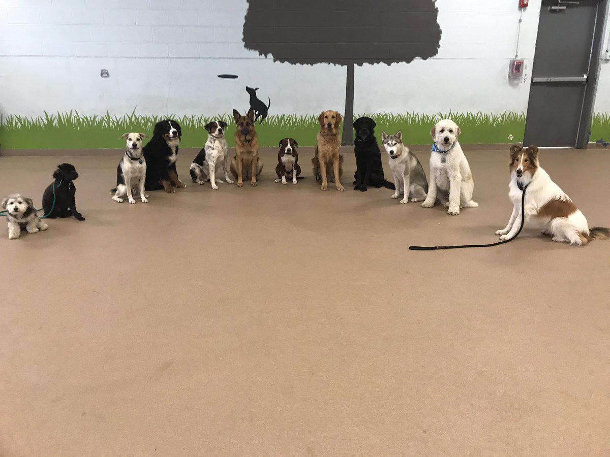 My Canine Clubhouse daycare dogs practicing their stays! <a href="/TailGateForDogs/">Tail Gate</a>