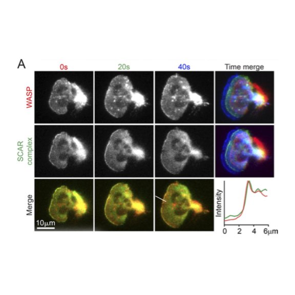 UCSF CMP tweet media