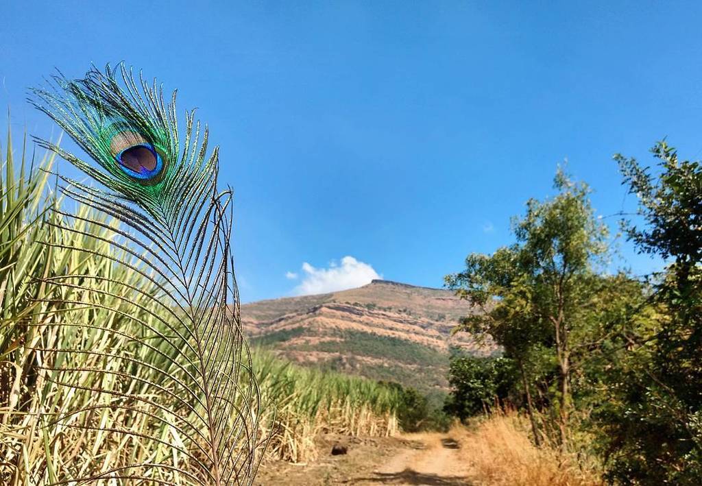 ShuklaJi_'s tweet photo. This gorgeous peacock feather; this particular one will be eternally remembered. As a catalyst in the already set … https://t.co/xhaHUmRiNY https://t.co/7hP2HjRNUg