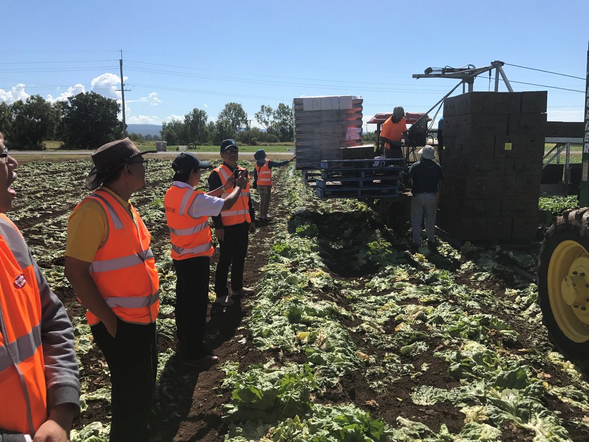 DubesAustralia's tweet photo. There’s a sophisticated farm-to-supermarket packing system at Rugby Farm in Queensland, as @kemristekdikti staff &amp; researchers saw last week https://t.co/CMDvj4DIIM