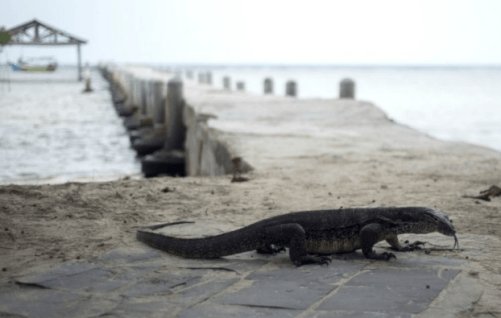 oleholehmami's tweet photo. BERPETUALANG KE PULAU BIAWAK INDRAMAYU JAWA BARAT https://t.co/qqYLUVbwU2 #WisataCirebon #Cirebon #OleholehCirebon #KulinerCirebon https://t.co/zgHKo9coqv