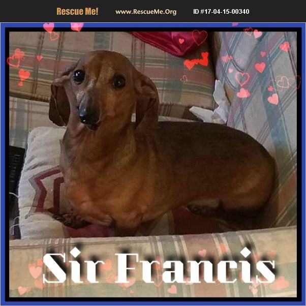GetalongDRescue's tweet photo. Sir Francis, face of our rescue, so loving, neglected, desperate need of vet care when we rescued, now ready 4 home! https://t.co/Hv6gL25ntY https://t.co/ysJgG4Y4mQ