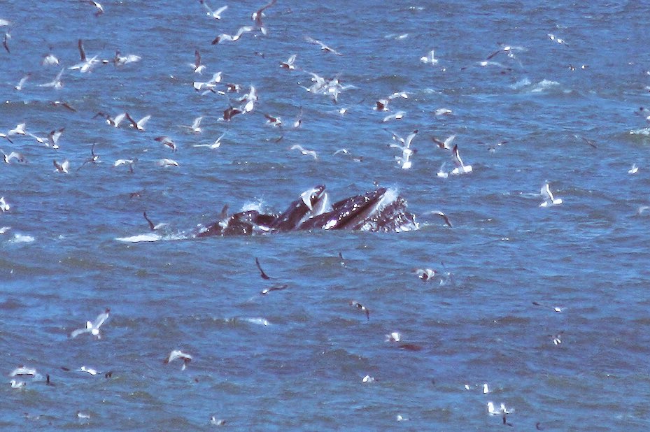 amreichman's tweet photo. Whale season in our back yard #whale #whales #sanctuary #food #dinnertime #whalefoodporn https://t.co/m9PwuH78Jo