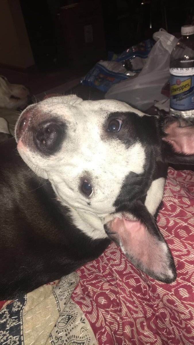 MiaTheDog48's tweet photo. Did someone say....COOKIE?!?!? 🍪 |#puppies #dogs #woof #pitbulls #dogsareweird #doggingmoms #doglife #DogLover #love https://t.co/ZJYy62ahGD