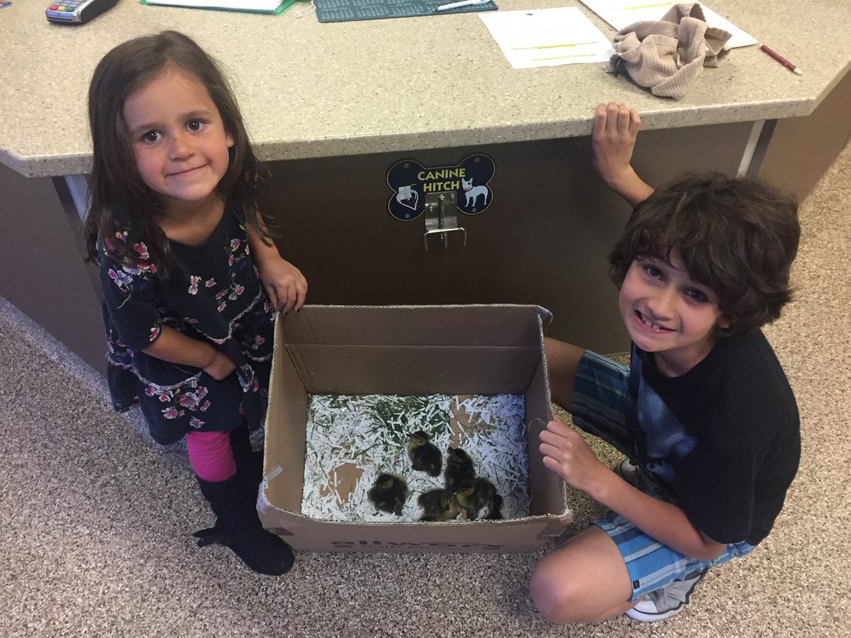 CHI_PBJ's tweet photo. CHI ducklings delivered safe and sound! @COHealthInst https://t.co/3cGegp9p3L