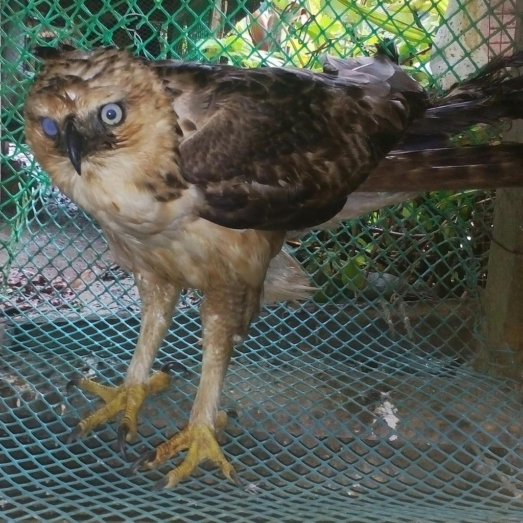 Philippine Eagle rescued at Banaue,Ifugao