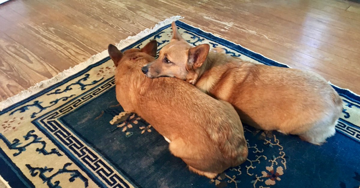 CCSHeadmaster's tweet photo. We interrupt the amazing race to graduation to remember what a little #corgilove can do for a family!   #classof17 : Your day is coming! https://t.co/rLY4geDwTw