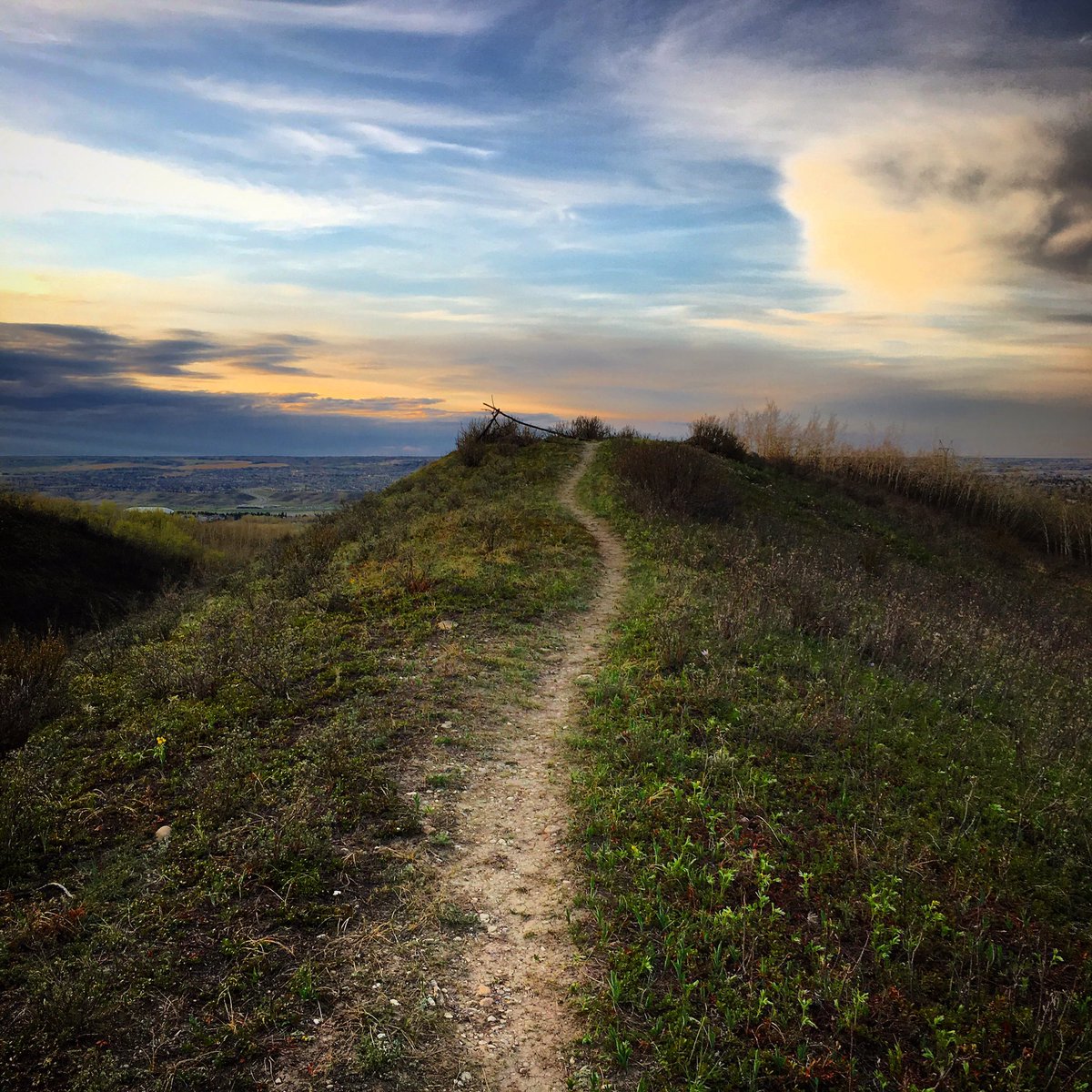 jtradke72's tweet photo. Slowly the leaves are beginning to show! #eveningrun #paskapooslopes #yyc https://t.co/eIQ60x1oYo