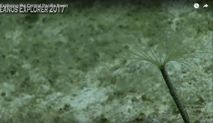 Agree with team #Okeanos who thought this a sabellid fanworm (not a crinoid).  Really spindly tho. CFZ central Pacific dive 8