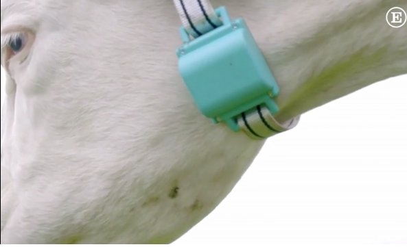 PiTechLabs's tweet image. ¿Quién dijo que los wearables no funcionarían? hasta en los animales según el @elpais_tec Échale un ojo bit.ly/PiTech_vaca