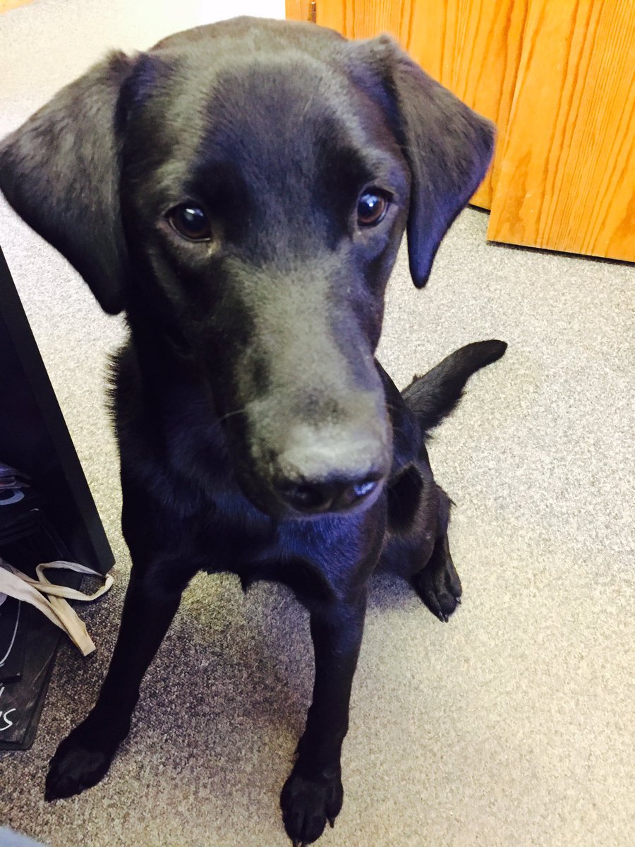ThePotatoShop's tweet photo. Office help of the four legged variety today. #noworkbeingdone #tenterden #potatoes https://t.co/EYGBROgvlY