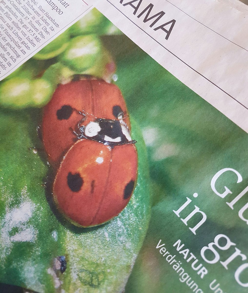 Was machen die Marienkäfer da, Mama? - Die knuddeln mein Schatz, die knuddeln. #mademyday #marienkäferknuddeln