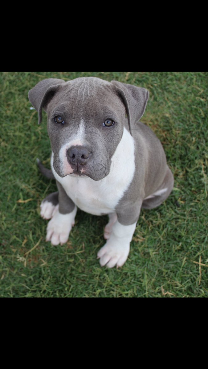 RAREBREED_1719's tweet photo. #sanbernardinosbrarebreedkennels #sbrbk #marlie #quelece #myonna #sbrarebreedkennels #abkc #ukc #pitbull #dreambig #puppies #breeding https://t.co/15t4CJoIEb