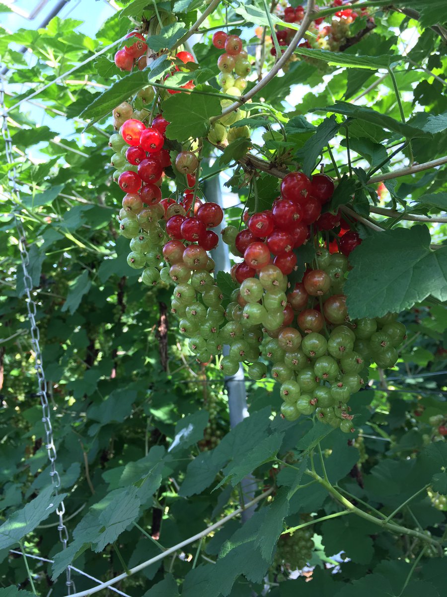 Nog een kleine week en dan verwachten we de eerste rode bessen uit de verwarmde kas!