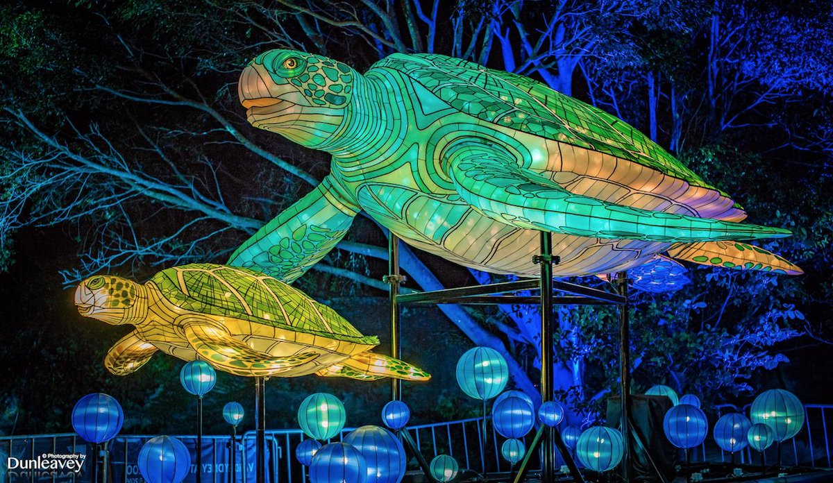 VividSydney's tweet photo. Be amazed by the giant animal lanterns at #vividsydney's wildest precinct @tarongazoo. 26 May–17 Jun #TarongaVivid
📷IG/dunleaveyphotography https://t.co/d1p8hb5Ghy